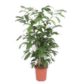 Fischschwanzpalme – Caryota Mitis – Zimmerpflanze – 140cm – Ø27cm – Exotische Palme mit fächerförmigen Blättern für Wohnzimmer und Büro – Plant