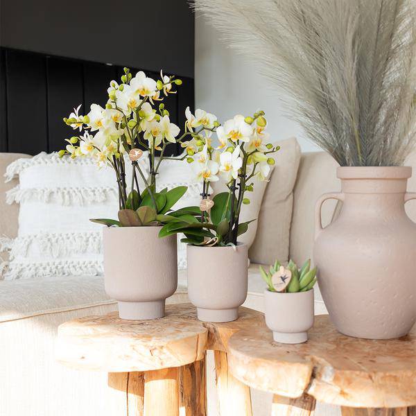 Sukkulente Echeveria Miranda – Grüne Rosettenpflanze – Ø6cm – Pflegeleichte Zimmerpflanze – In Blumenerde – Für helle Standorte – Plant