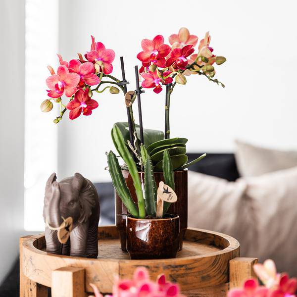 Aasblume – Stapelia – Zimmerpflanze – Ø6cm – Exotische & pflegeleichte Sukkulente – Seltene Kaktusart für Wohnzimmer, Büro & Pflanzenliebhaber