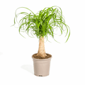 Beaucarnea Recurvata – Elefantenfuß – Zimmerpflanze – Ø17cm – ↕40-60cm – Pflegeleicht & dekorativ – Plant
