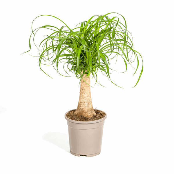 Beaucarnea Recurvata – Elefantenfuß – Zimmerpflanze – Ø17cm – ↕40-60cm – Pflegeleicht & dekorativ – Plant