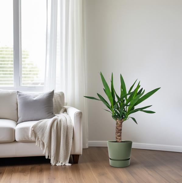 Palmlilie – Yucca – Zimmerpflanze – Ø14cm – ca. 60cm hoch – pflegeleichte Wüstenpflanze – dekorative Yucca Palme mit luftreinigenden Eigenschaften – Plant