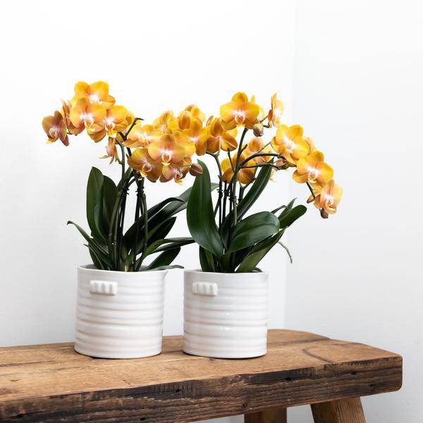 Phalaenopsis Orchidee Jewel Las Vegas – Orange-Gold – Ø12cm – Mehrblütige Topfpflanze – Tropische Zimmerpflanze mit 3/4 Blütenzweigen – Pflegeleicht & langlebig – Plant