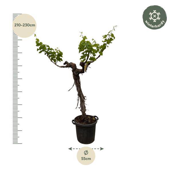 Weintraube Vitis Vinifera Zimmerpflanze Ø55cm ↕220cm – pflegeleichte Grünpflanze für Wohnzimmer, Büro & helle Standorte kaufen – Plant