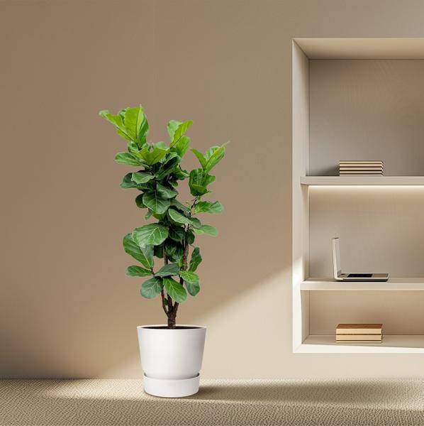 Feigenbaum – Ficus Lyrata – ca. 170cm hoch – Ø32cm – Geigenfeige als imposante Zimmerpflanze – XXL Grünpflanze mit großen Blättern – Plant