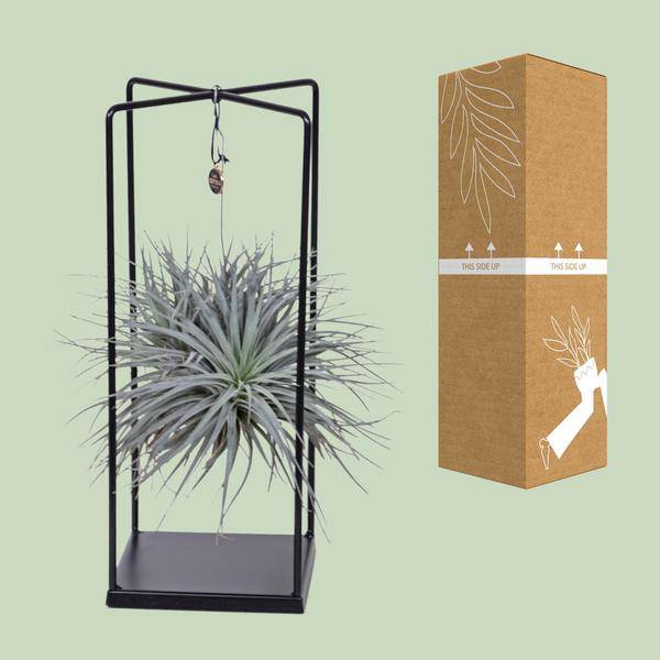 Luftpflanze Tillandsia Mix – Ø20cm – ↕20-35cm – Exotische Zimmerpflanzen ohne Erde – Tillandsia ionantha Abdita – Plant