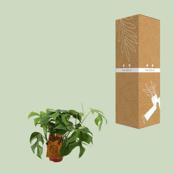Fensterblatt – Monstera Minima – Zimmerpflanze – Ø12cm – ↕30cm – Kompakte & pflegeleichte Grünpflanze – Dekorative Kletterpflanze für Innenräume – Plant
