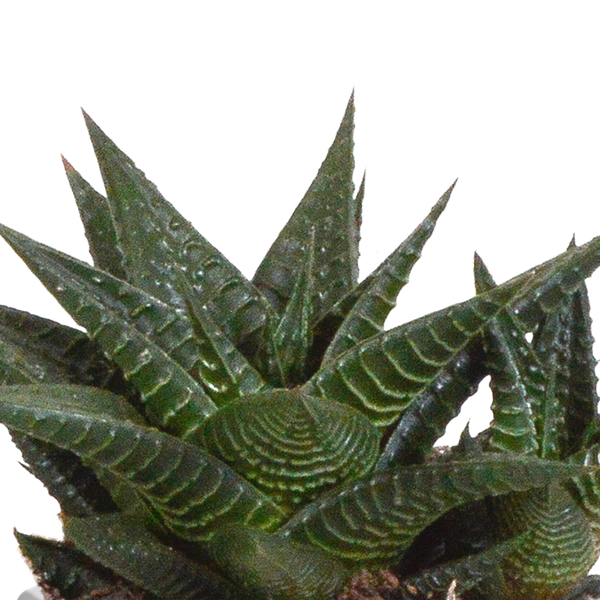 Sukkulenten Mix Gasteria & Haworthia – Ø8,5cm Zimmerpflanzen im Terrakotta – Topf – Verschiedene Mini – Sukkulenten – Plant