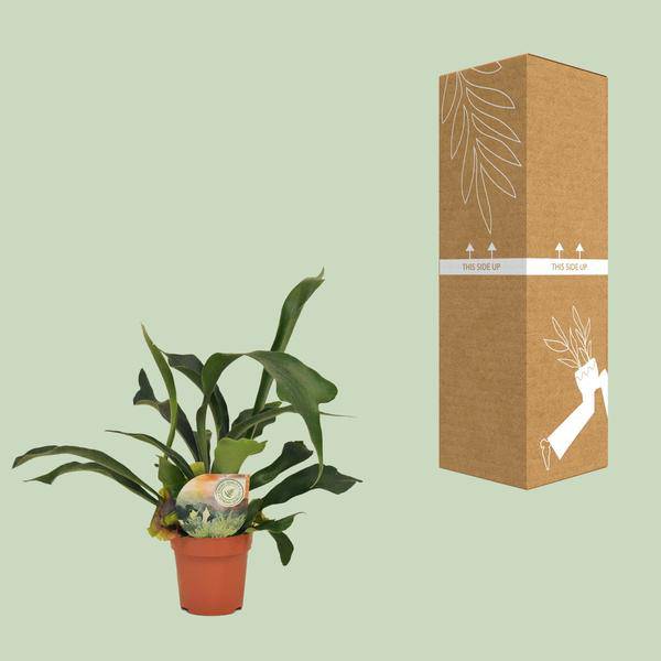 Geweihfarn Platycerium bifurcatum Zimmerpflanze Ø12cm ↕35cm – pflegeleichte Grünpflanze für Wohnzimmer, Büro & helle Standorte kaufen – Plant