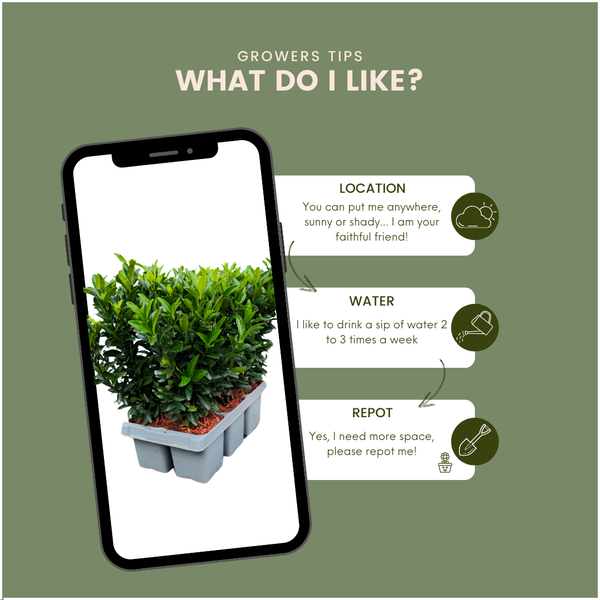 Euonymus Green Spire – Japanischer Spindelstrauch – Ø7cm – ↕15cm – Immergrün & Winterhart – Buchsbaum Ersatz für Hecke und Garten – Plant