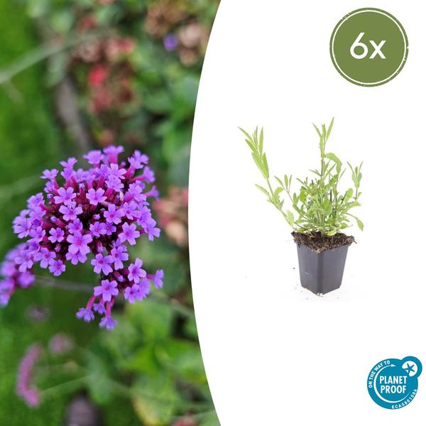Verbena bonariensis – Patagonisches Eisenkraut – Lila Blüten – Schmetterlings – & Bienenfreundlich – Pflegeleicht & Winterhart – Plant