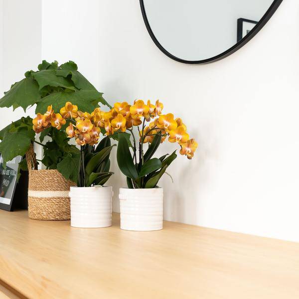 Phalaenopsis Orchidee Jewel Las Vegas – Orange-Gold – Ø12cm – Mehrblütige Topfpflanze – Tropische Zimmerpflanze mit 3/4 Blütenzweigen – Pflegeleicht & langlebig – Plant