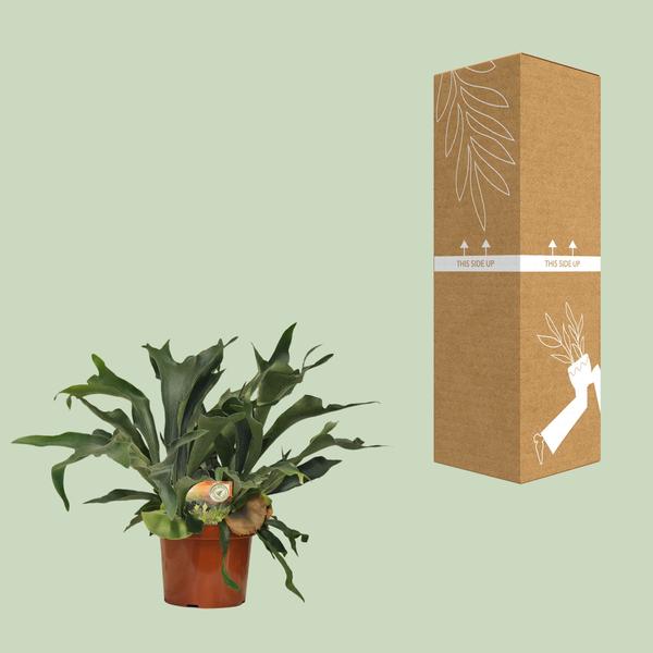 Geweihfarn Platycerium bifurcatum Zimmerpflanze Ø26cm ↕80cm – pflegeleichte Grünpflanze für Wohnzimmer, Büro & helle Standorte kaufen – Plant