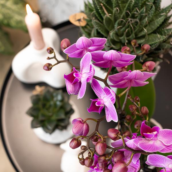 Phalaenopsis – Orchidee Mineral Vienna – Rosa – Ø9cm – Blühende Zimmerpflanze – 2-3 Zweige – Natürliche Farbpracht – Plant
