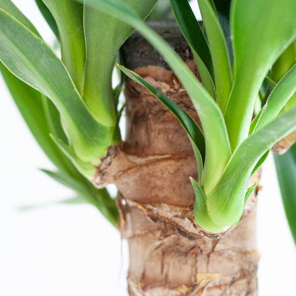Dracaena Janet Lind 95cm – Drachenbaum Zimmerpflanze Ø21cm – pflegeleichte grüne Pflanze mit luftreinigend – inkl. handgeflochtenem Seegras – Plant
