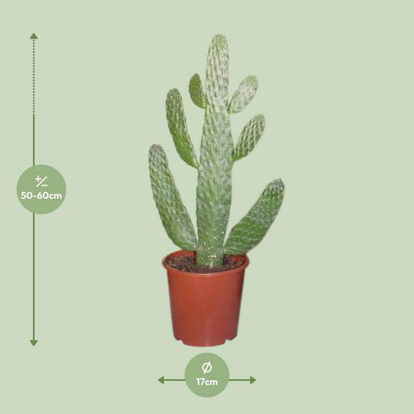 Feigenkaktus Opuntia Consolea – Zimmerpflanze Ø17cm ↕55cm – dekorativer pflegeleichter Kaktus für Wohnzimmer Büro Balkon – Plant