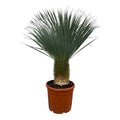 Yucca Rostrata – Palmlilie – Zimmerpflanze oder Gartenpflanze – Höhe ca. 160cm – Ø50cm – Exotische Wüstenpflanze – Plant