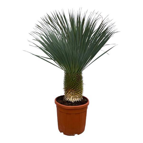 Yucca Rostrata – Palmlilie – Zimmerpflanze oder Gartenpflanze – Höhe ca. 160cm – Ø50cm – Exotische Wüstenpflanze – Plant