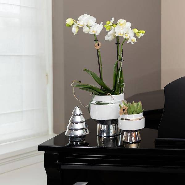 Phalaenopsis Orchidee Weiß – Amabilis – Ø9cm x H40cm – Le Chic Deko – Topf Silber – Blühende Zimmerpflanze mit 2-3 Zweigen – Plant