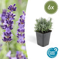 Lavender Lavandula 'Hidcote' – Reich blühender Lavendel – ↕10-25cm – Ø9cm – pflegeleicht & sonnig – Plant
