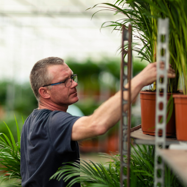 Areca – Palme – Betelpalme Dypsis lutescens – Ø24cm – 130cm Höhe – Luftreinigende Goldfruchtpalme – Tropische Zimmerpflanze für gesundes Raumklima – Plant