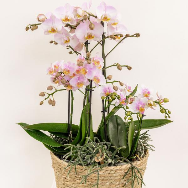 Einlage mit Wasserreservoir für Orchideenschale – Bewässerungssystem für Orchideen – Feldstrauß 1x12cm + 2x9cm + 3x WaterWicks – Ø25cm – Plant