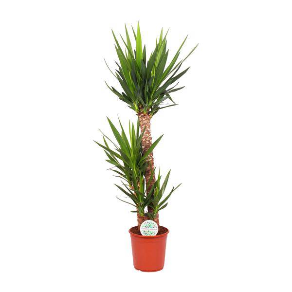 Palmlilie Yucca Elephantipes Zimmerpflanze Ø24cm ↕125cm – pflegeleichte Grünpflanze für Wohnzimmer, Büro & helle Standorte kaufen – Plant