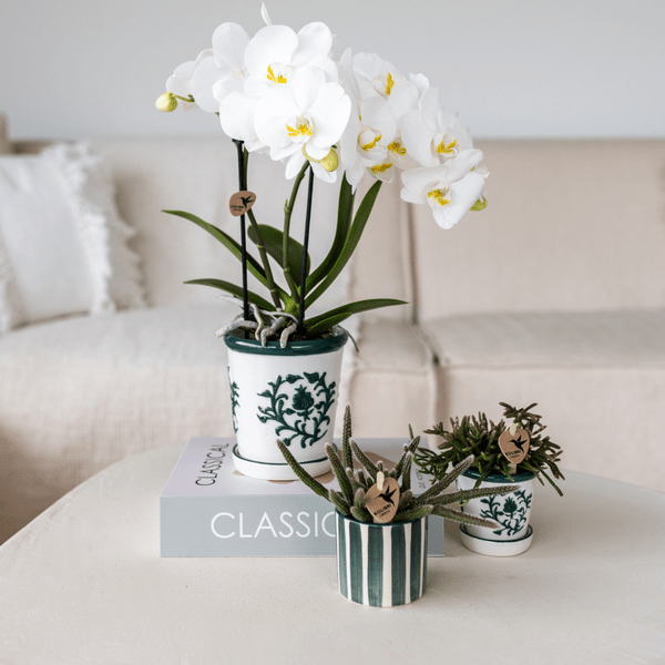 Phalaenopsis Orchidee Amabilis Weiß – Zimmerpflanze Ø9cm – inkl. Malaga Ziertopf Grün – Elegante Orchidee mit 2-3 Blütenstielen – Plant