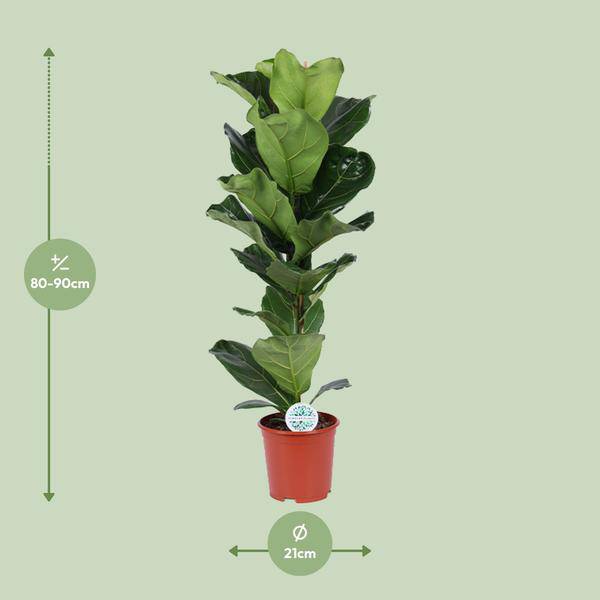Geigen – Feige Ficus Lyrata Zimmerpflanze Ø21cm ↕90cm – pflegeleichte Grünpflanze für Wohnzimmer, Büro & helle Standorte kaufen – Plant