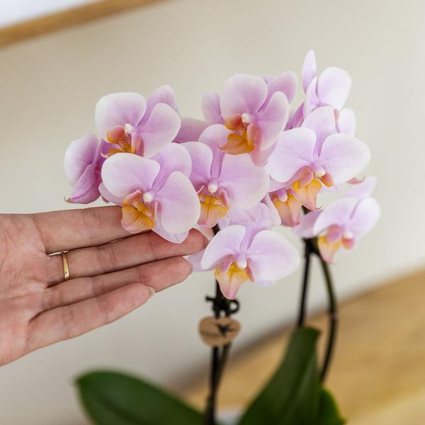 Rosa Orchidee Phalaenopsis Andorra & Sukkulente im Keramik – Topf inkl. Tablett – Pflanzenset Valentine Gradience Pink – Plant