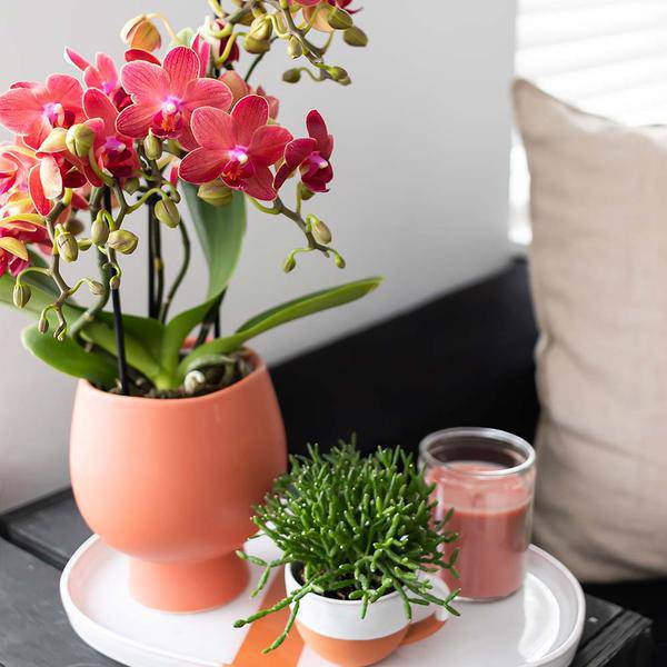 Rote Phalaenopsis – Orchidee Kongo Zimmerpflanze Ø9cm – blühende Orchidee für Wohnzimmer, Büro & helle Standorte kaufen – Plant