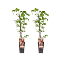 Parthenocissus Tricuspidata Veitchii Boskoop – Dreilappige Jungfernrebe – 2 Pflanzen – Kletterpflanze – Ø15cm – Höhe ca. 65cm – Plant