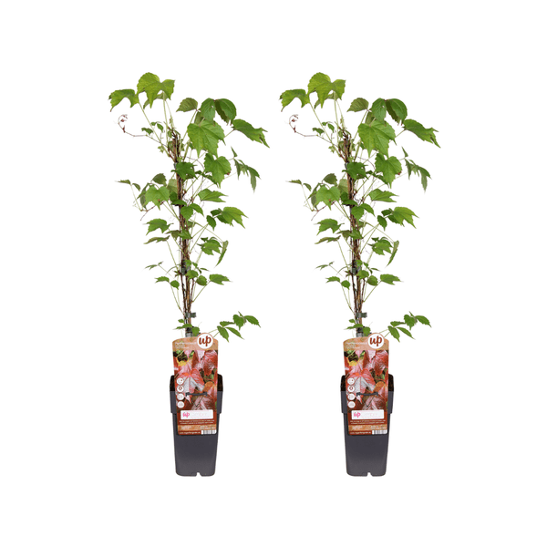 Parthenocissus Tricuspidata Veitchii Boskoop – Dreilappige Jungfernrebe – 2 Pflanzen – Kletterpflanze – Ø15cm – Höhe ca. 65cm – Plant