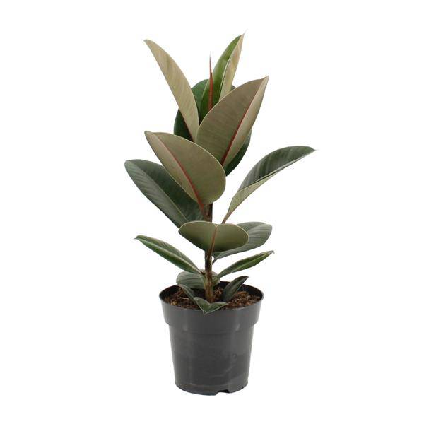 Gummibaum Ficus Elastica Robusta – Ø17cm – ↕55cm – Pflegeleichte Zimmerpflanze mit großen, glänzenden Blättern – Plant
