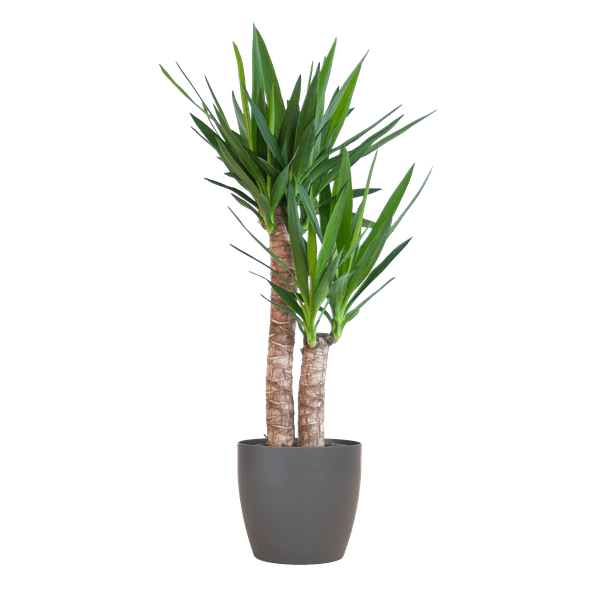 Yucca Elephantipes – Riesen – Palmlilie – Zimmerpflanze – ca. 90cm hoch – Ø21cm – In Übertopf Viber Schwarz – Pflegeleicht & nachhaltig – Plant