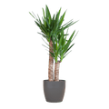 Yucca Elephantipes – Riesen – Palmlilie – Zimmerpflanze – ca. 90cm hoch – Ø21cm – In Übertopf Viber Schwarz – Pflegeleicht & nachhaltig – Plant