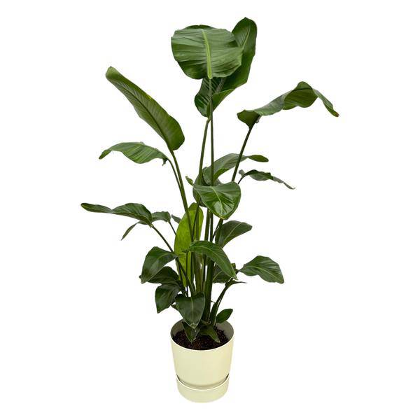 Strelitzia Nicolai – Baum – Strelitzie – Zimmerpflanze ca. 160cm – Ø30cm – inkl. Pflanzgefäß Greenville Weiß – Weißer Paradiesvogel – Tropische XL – Plant