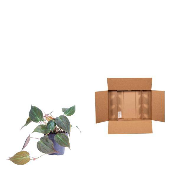 Philodendron scandens Micans – Baumfreund – Zimmerpflanze ↕25cm Ø12cm – Herzblatt – Philodendron mit samtigen Blättern – Hänge