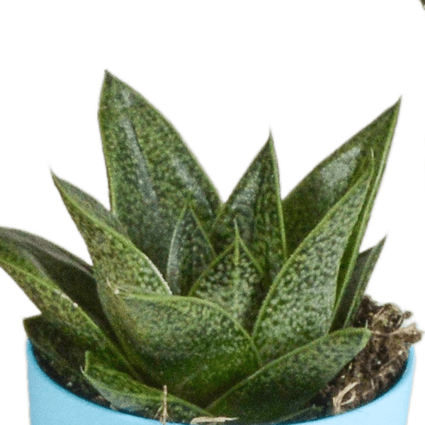 Sukkulenten Mix Gasteria & Haworthia – 5 Pflanzen – Ø5,5cm Zimmerpflanzen im Kunststofftopf mit Holzbeinen – Verschiedene Mini – Sukkulenten – Plant