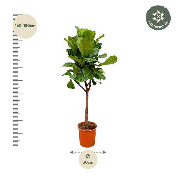 Geigen – Feige – Ficus Lyrata – Zimmerpflanze 180cm – Ø30cm – Designpflanze mit großen geigenförmigen Blättern – Pflegeleicht – Plant