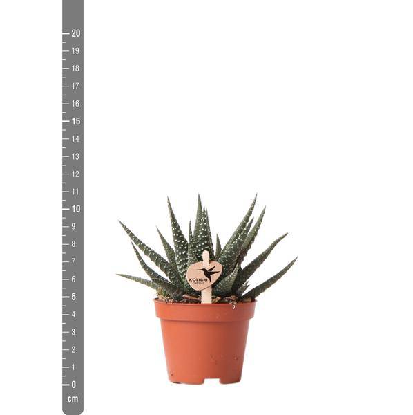Sukkulente Haworthia Royal Highness – Grüne Zimmerpflanze – Ø6cm – Pflegeleichte Grünpflanze – Stilvolle Dekoration für Zuhause – Plant