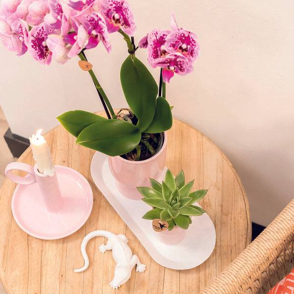 Ovales Tablett – Weiß – Metalltablett 30x13cm – Dekoteller für Pflanzen, Töpfe & Wohnaccessoires – Stilvolle Basis für Orchideen & Deko – Sets – Plant