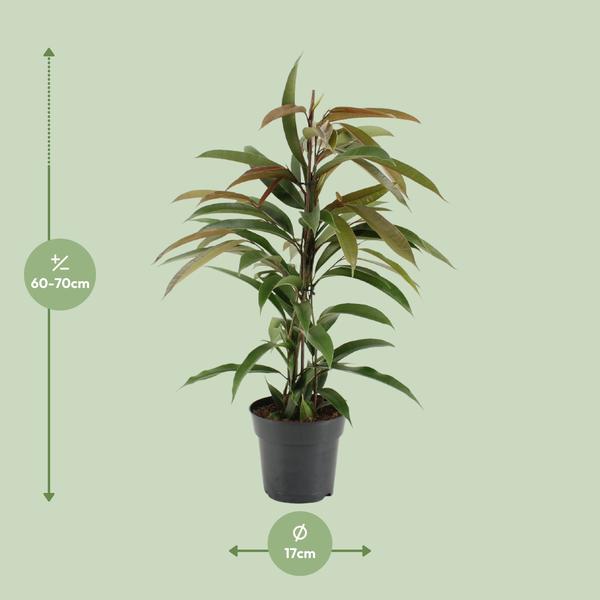 Gummibaum Ficus Binnendijkii Amstel King Zimmerpflanze Ø17cm ↕70cm – pflegeleichte Grünpflanze für Wohnzimmer, Büro & helle Standorte kaufen – Plant
