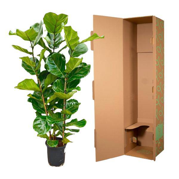 Feigenbaum – Ficus Lyrata Strauch – ca. 140cm hoch – Ø27cm – Geigenfeige als Zimmerpflanze – XXL Grünpflanze mit großen Blättern – für Zimmer & Büro – Plant