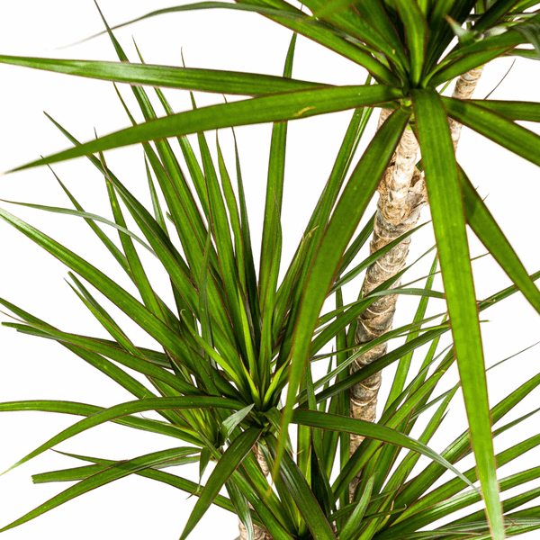 Dracaena Marginata Green – Drachenbaum – Zimmerpflanze Ø21cm ↕110-130cm – Dunkelgrüne Blätter – Pflegeleicht – Plant
