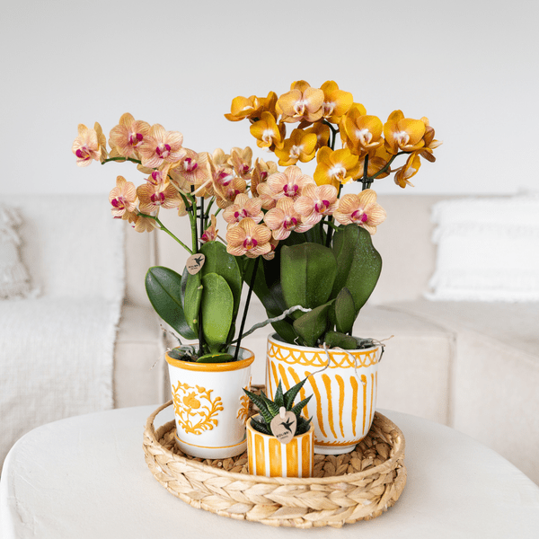 Orchidee Jamaica Orange Phalaenopsis – Zimmerpflanze mit 2-3 Rispen – inkl. Malaga Deko – Topf Orange Ø9cm – tropische Blühpflanze für Zuhause – Plant