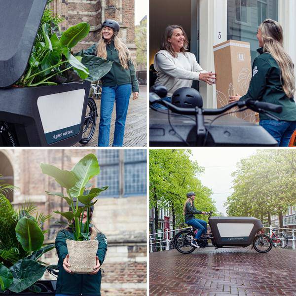 Korbmarante Calathea Ornata – Zimmerpflanze Ø14cm ca. 50cm hoch – Exotische Blattzeichnung – Pflegeleichte Zimmerpflanze für Zuhause & Büro – Plant