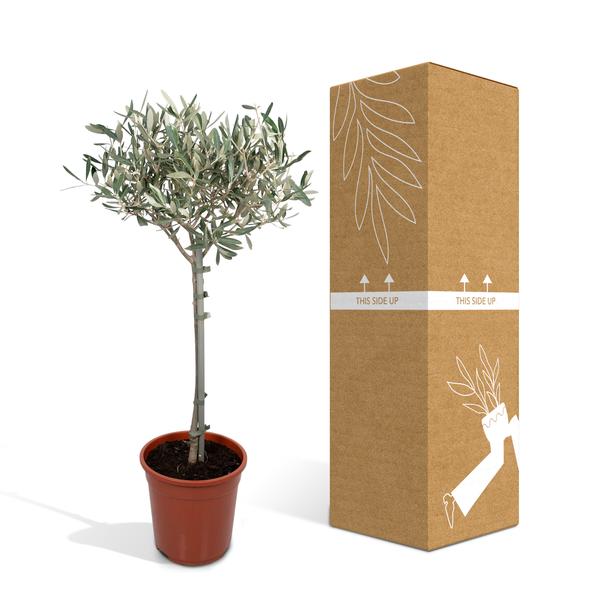 Olivenbaum Olea europaea – Mediterrane Zimmer – & Terrassenpflanze – Höhe ca. 90cm – Ø19cm – Immergrün & dekorativ – Robust & pflegeleicht – Plant