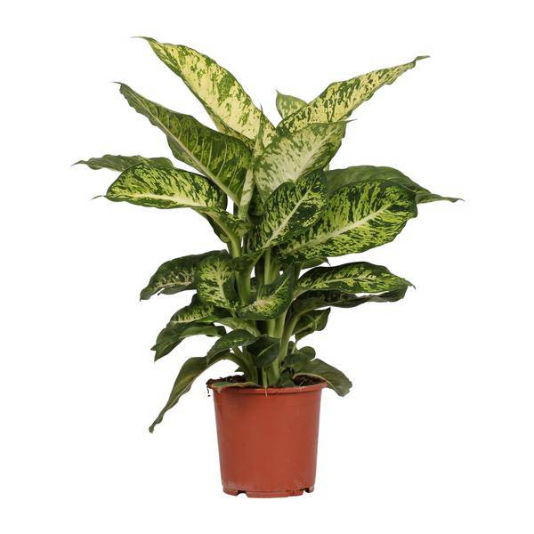 Dieffenbachia Mars – Ø17cm x H50cm – Tropische Zimmerpflanze mit dekorativen Blättern – Pflegeleicht & luftreinigend – Für Halbschatten – Plant