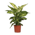 Dieffenbachia Mars – Ø17cm x H50cm – Tropische Zimmerpflanze mit dekorativen Blättern – Pflegeleicht & luftreinigend – Für Halbschatten – Plant